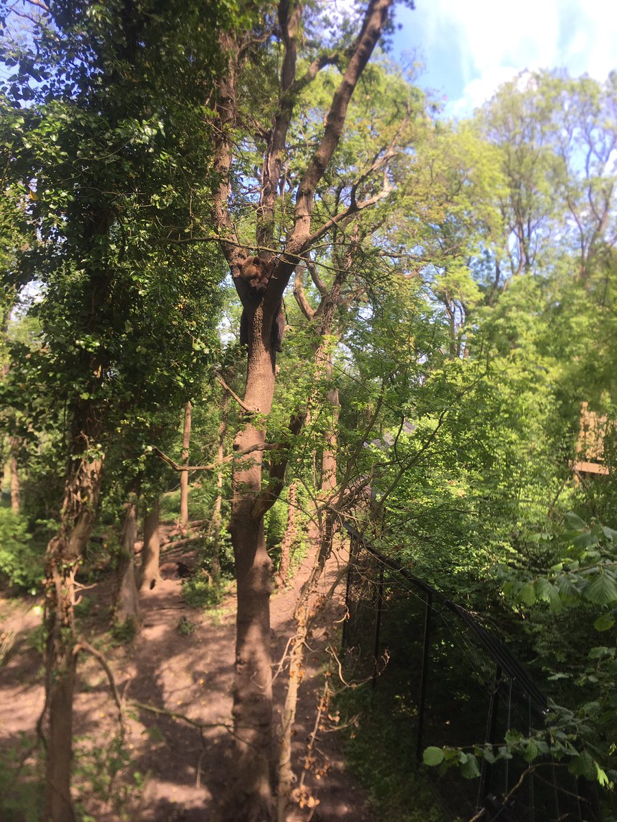chringlis's tweet photo. Just back from @BristolBears spotting, can you see the two we found at #thewildplaceproject? #hint 👀 up https://t.co/lMXtXXA614