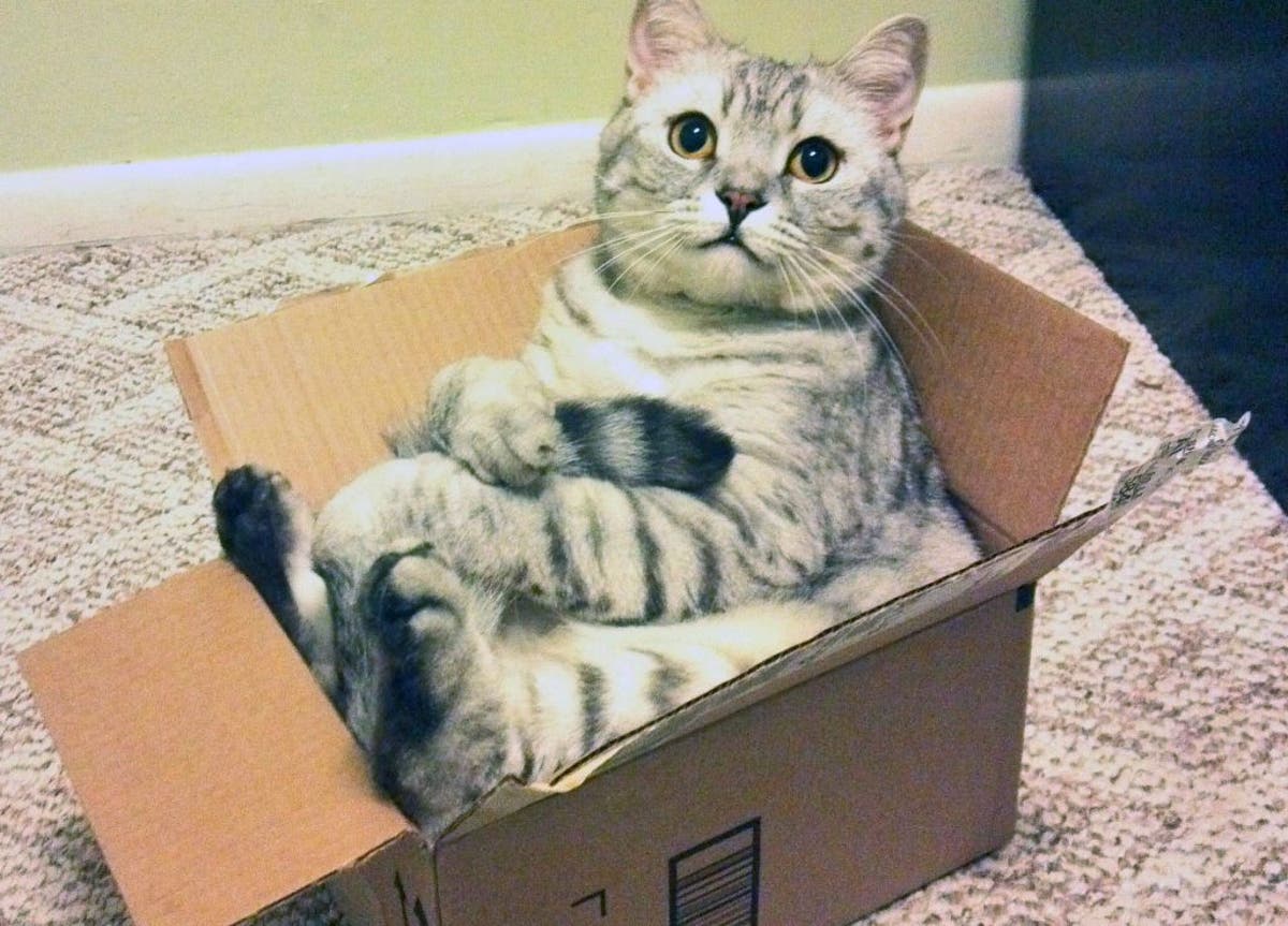 RAK_thePlanet's tweet photo. Who needs a pillow  to lay on when this box will work purr-fectly? #Caturday #Cats #FunnyCats https://t.co/IoFhODMe4S
