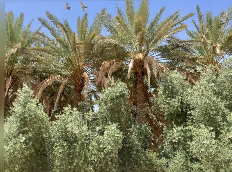 sabqorg's tweet photo. "#الجوف".. الأرض الطيبة التي احتضنت "النخل والزيتون" معًا.
 
https://t.co/UaVMGnmZgK https://t.co/OWZY52QkTC