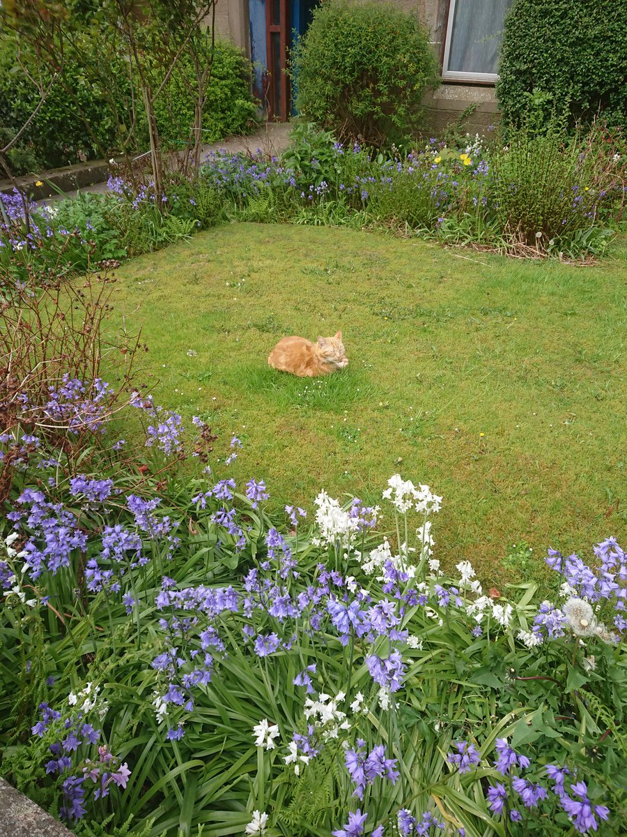 GraceMBH's tweet photo. @HopelesslyLola @SYPScotland I made friends with this sleepy guy yesterday! He was just waking up from a nap... I do think it looks like a children's book illustration #SYPChat #sypcats https://t.co/TlIe3BGZCN