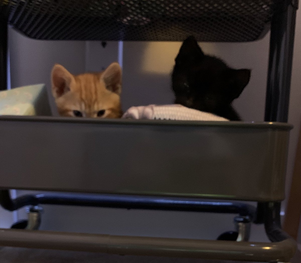 Welcome home Haru and Nori ☺️