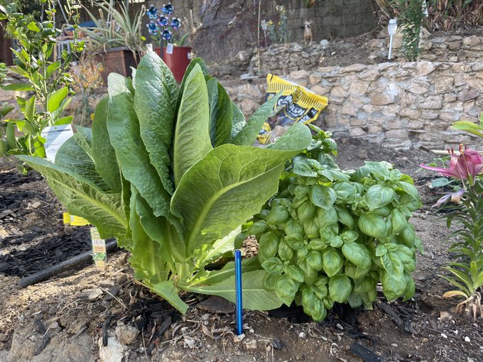 My garden is growing ❤️😁 https://t.co/srmowSOWFj