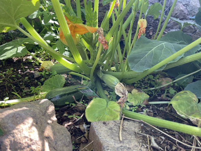 My garden is growing ❤️😁 https://t.co/srmowSOWFj