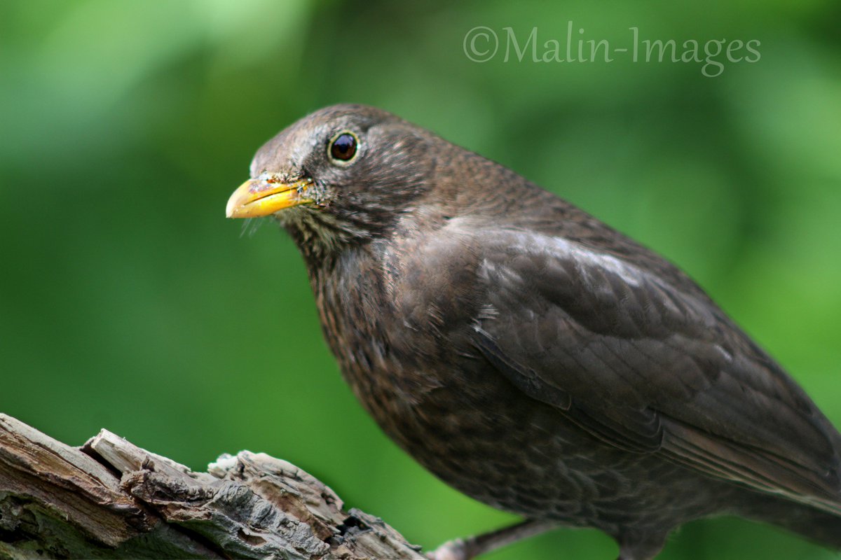 Dads been playing with his camera in the garden so I have to stay in my basket and watch from the conservatory, He says that I would scare off the birds...Moi? as if!
