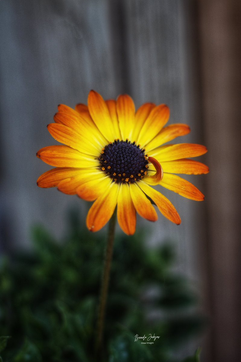 Tagabar's tweet photo. Beauty is simple and unique....
In things, in people and in nature.
Celebrate just this.
#liveoutside #beauty #flowers #albertaspring #simple #unique https://t.co/pmT2UIIAg7