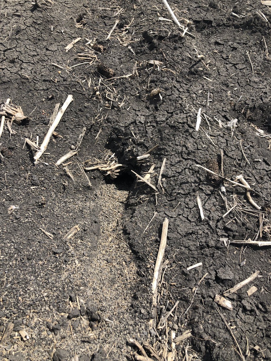 antara_jenn's tweet photo. Out checking sunflowers for cutworms, but they aren’t always to blame for plant loss. #gophers #straightlines #evenemergence @antaraag https://t.co/Z64NDlUYPq