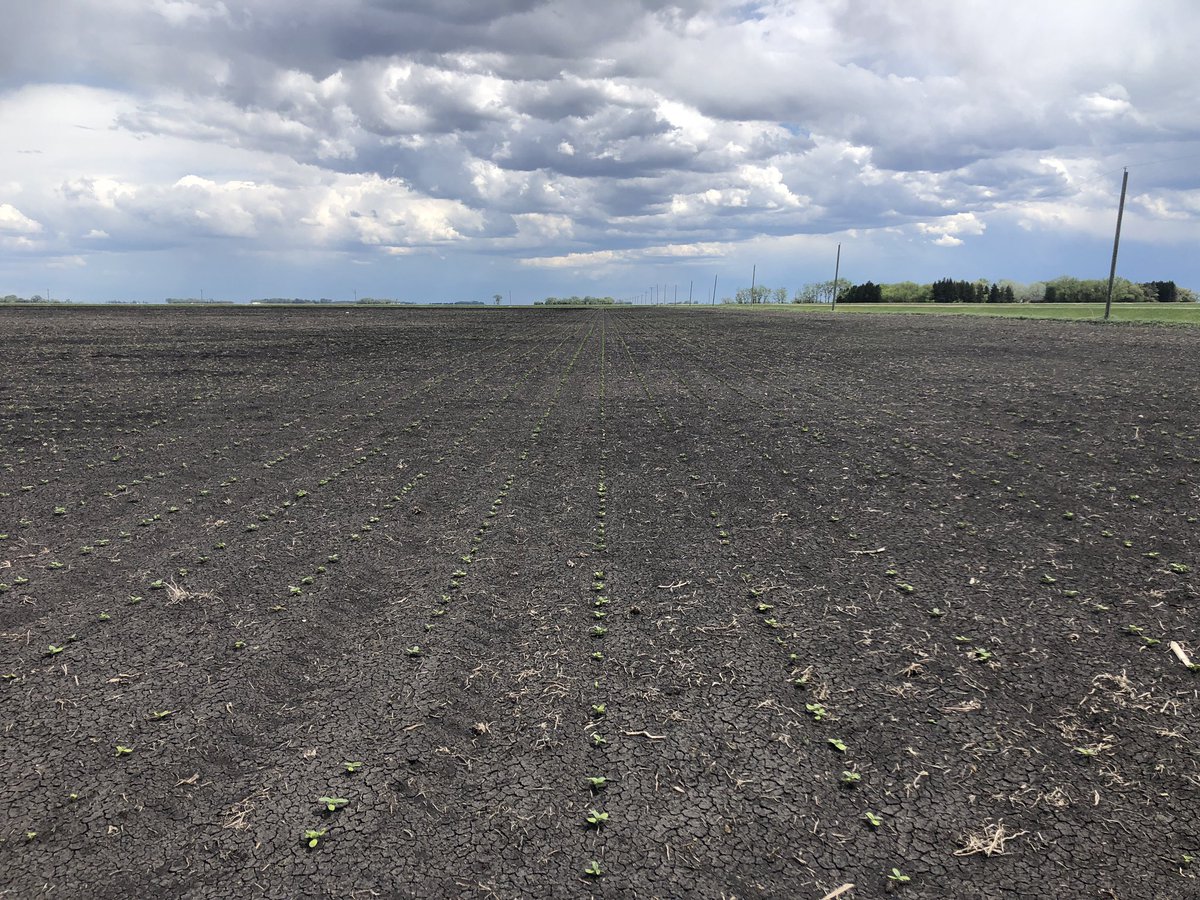 antara_jenn's tweet photo. Out checking sunflowers for cutworms, but they aren’t always to blame for plant loss. #gophers #straightlines #evenemergence @antaraag https://t.co/Z64NDlUYPq
