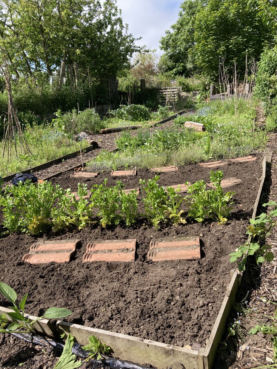 Jane_Hustwit's tweet photo. Great way to start a perfect summer day: two hours speed weeding + the lovely ⁦@maireducation⁩ ⁦@YUMIYork⁩ ⁦@greenspacesyork⁩ https://t.co/RK6wyaQxUB