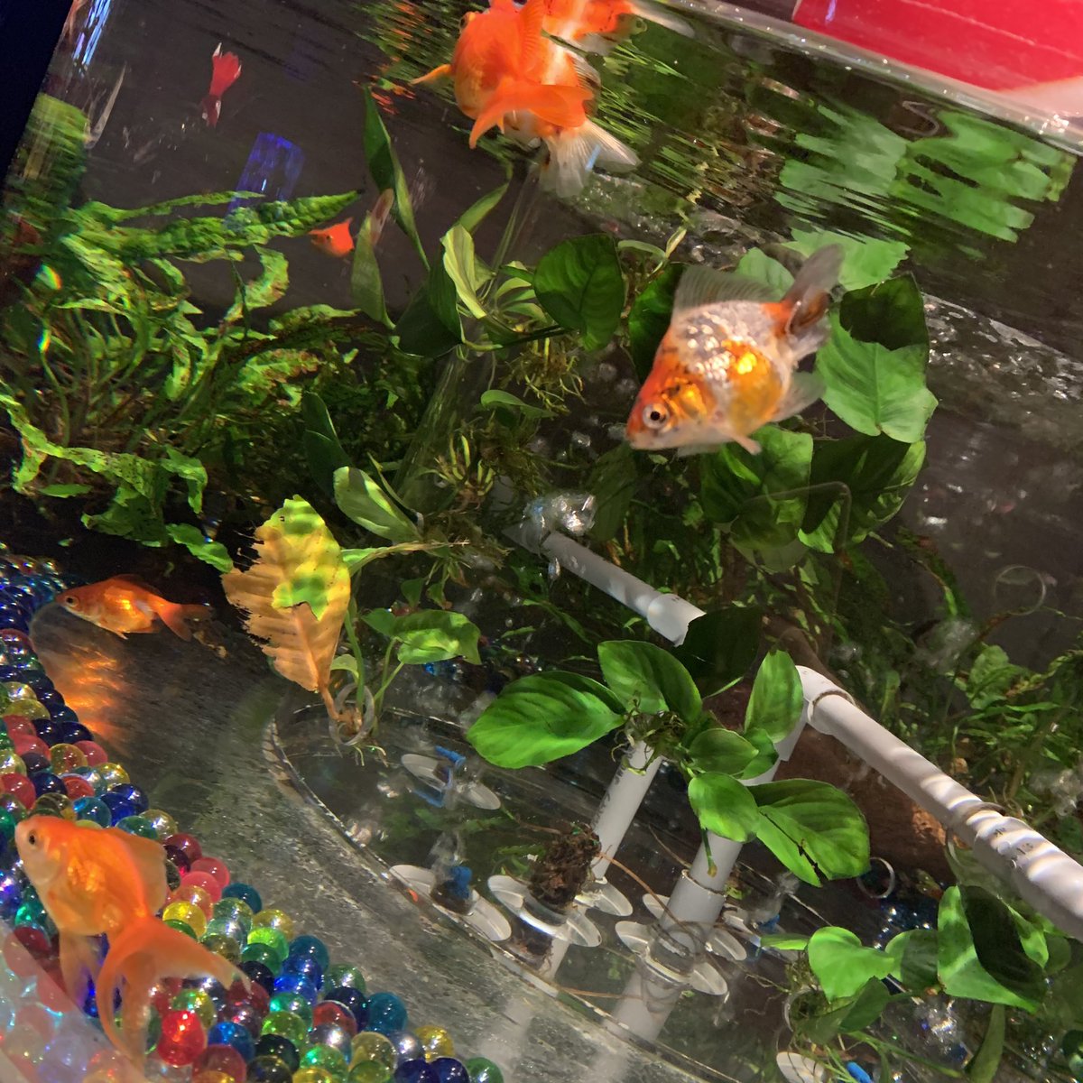 fumi_3223's tweet photo. 🐟🤍💜💖 https://t.co/Xg1YdUM2B7