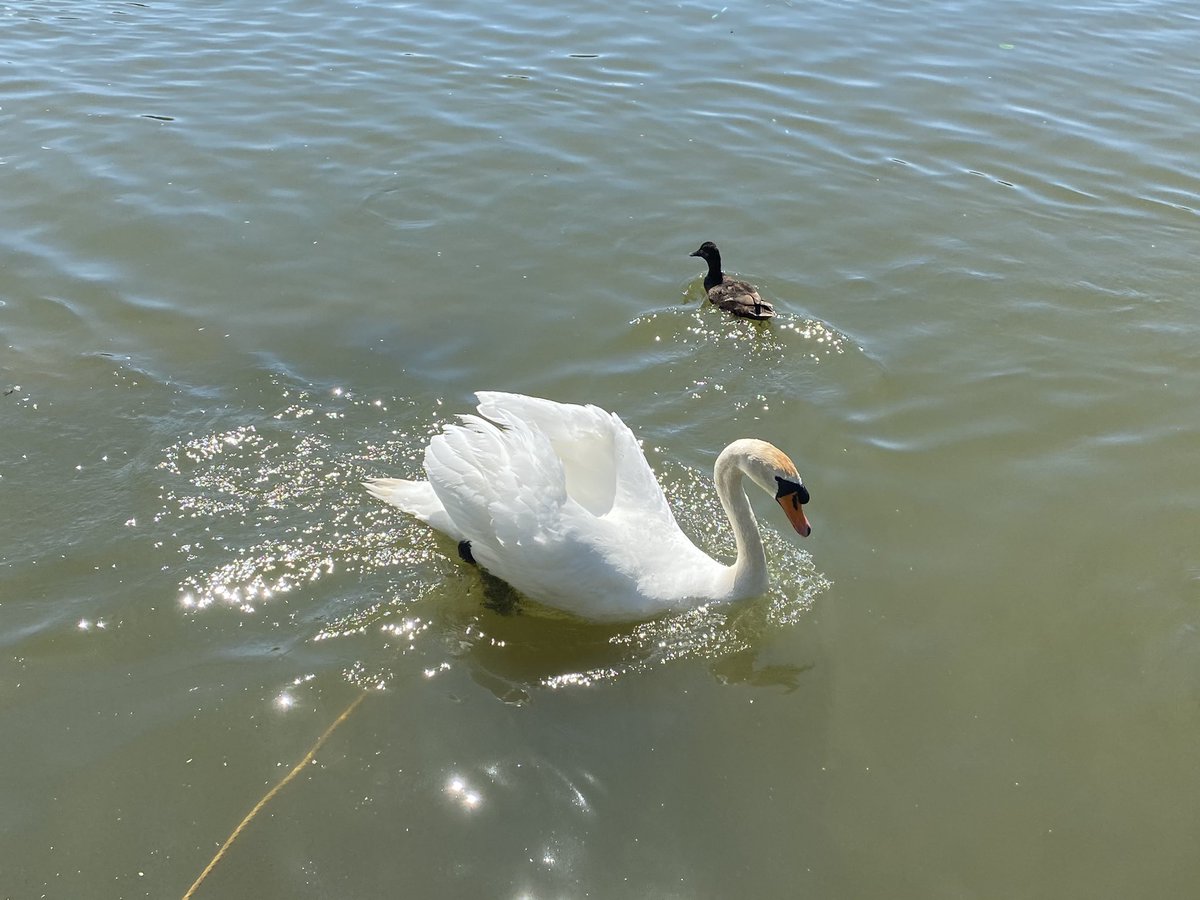 TrudyLea1's tweet photo. Cheeky little picnic and wonder round the lake @HatfieldForest such a lovely sunny day #BankHolidayWeekend #GettingBacktoNature #MakingMemories https://t.co/26EyRbqQoV