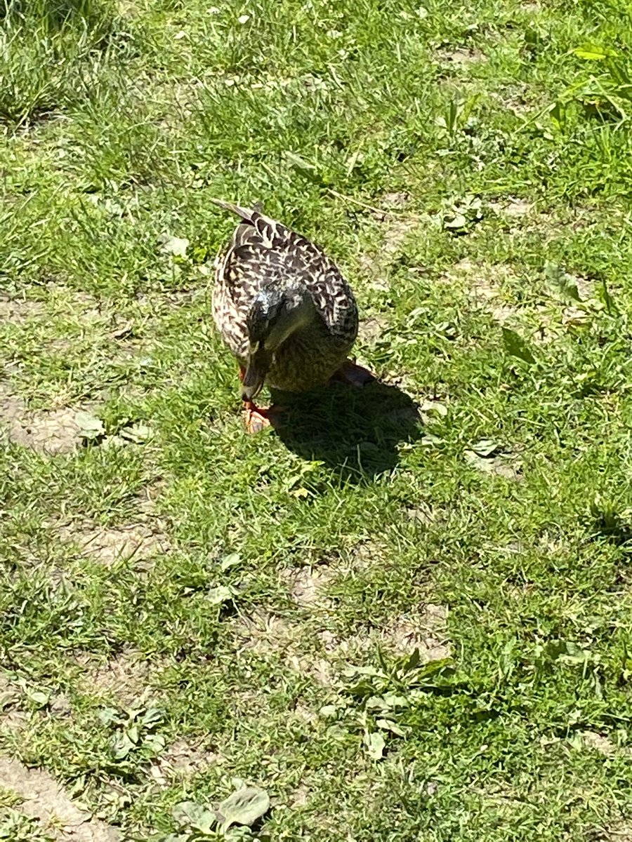 TrudyLea1's tweet photo. Cheeky little picnic and wonder round the lake @HatfieldForest such a lovely sunny day #BankHolidayWeekend #GettingBacktoNature #MakingMemories https://t.co/26EyRbqQoV