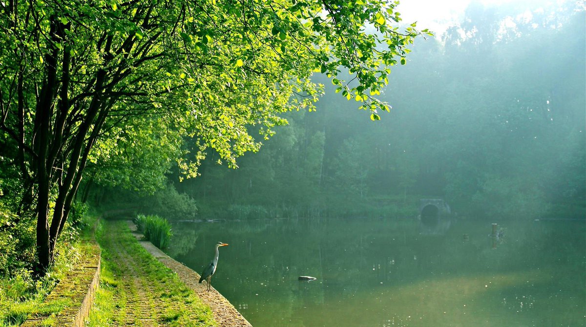 #Heron waits for #breakfast