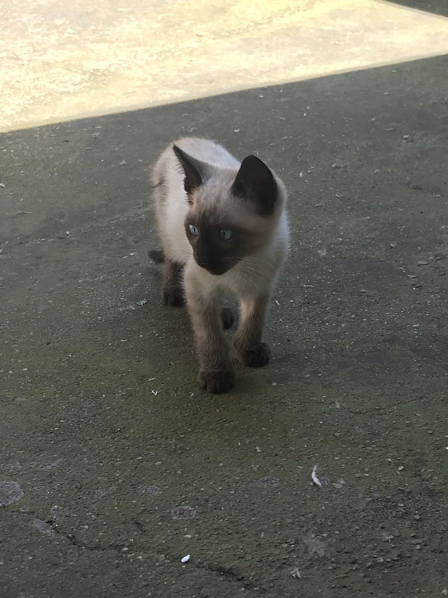 elinformerule_'s tweet photo. Hola busco familia para este gatito (es macho) sólo gente responsable y que le cuide. Gracias https://t.co/sxSOdLyobB