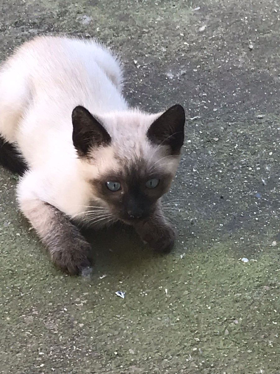 elinformerule_'s tweet photo. Hola busco familia para este gatito (es macho) sólo gente responsable y que le cuide. Gracias https://t.co/sxSOdLyobB