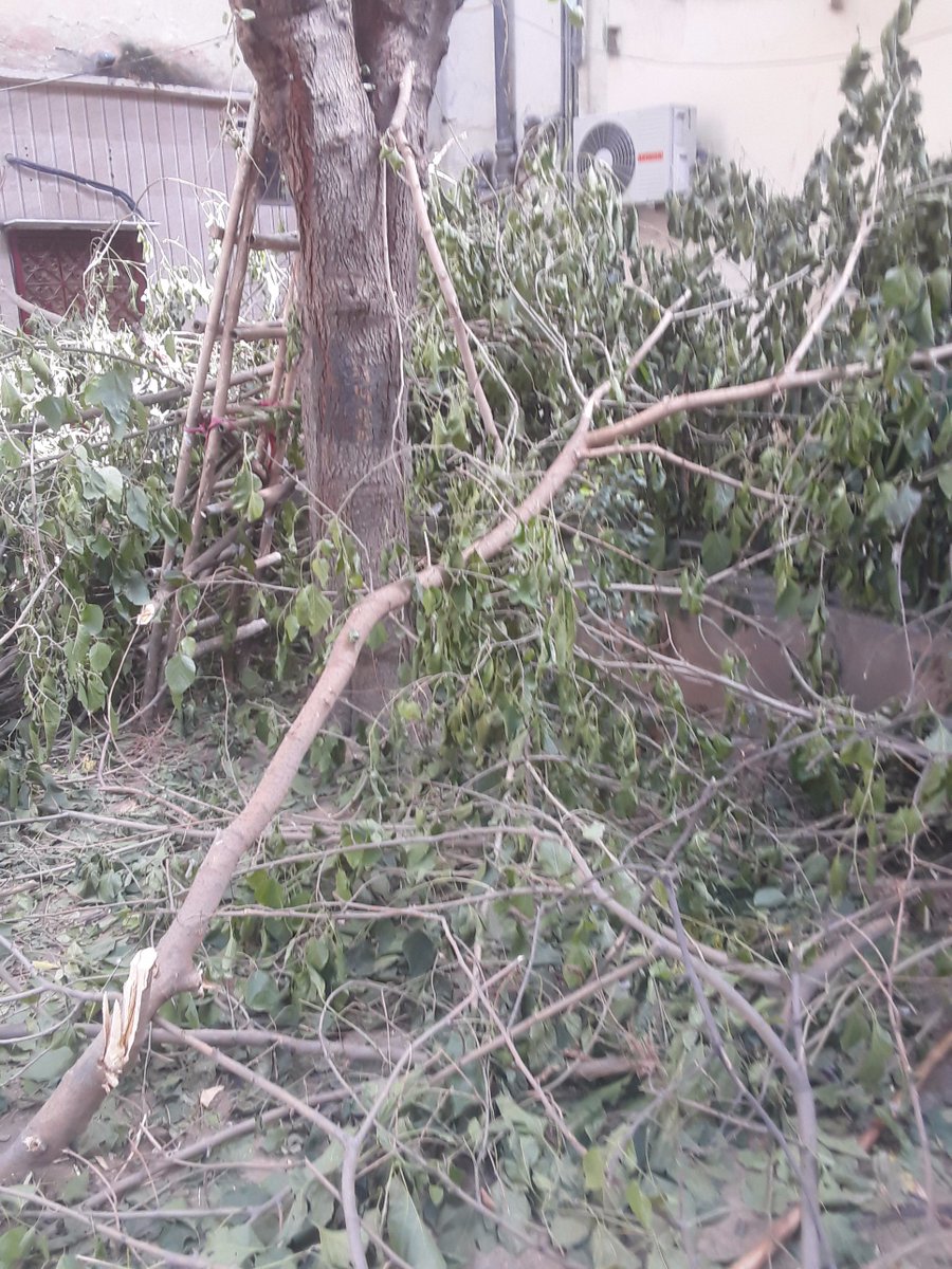 DeepaliAggarwa's tweet photo. @moefcc 
A majorpart of a tree within a small public park having located at pkt. -B-6,Sector-4, DDA Complex, Rohini, Delhi-85 has been cutted illegally which can be verified even at this moment also. It ispertinent to mention there is a CCTV also  footage can be checked https://t.co/UscNzhcXTl