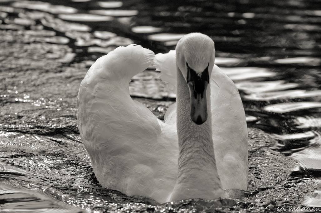 Good morning swan

#photography