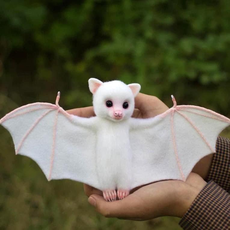 Fuck アルビノ蝙蝠の赤ちゃんがかわいいからみて