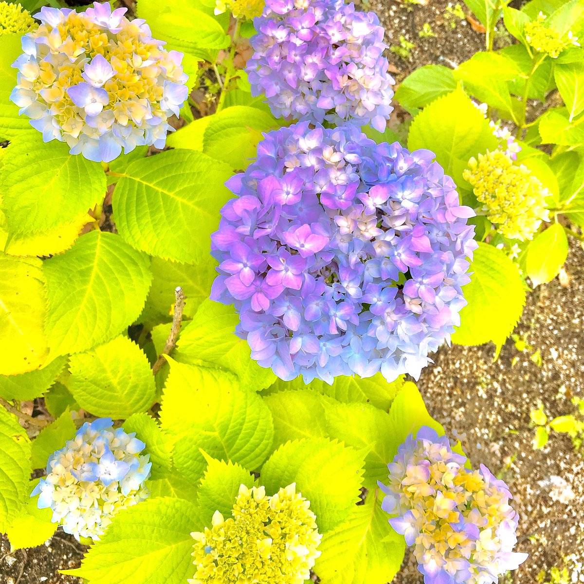 pacchipatipati's tweet photo. 5月といえばアジサイ( ・∇・)
#あじさい #紫陽花 
#花が好きな人と繋がりたい https://t.co/VYcUHYVqNz