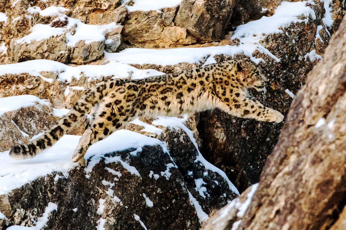 mongolianways's tweet photo. Snow leopard, the king of the north and central Asia's high mountains, is often referred to as the ghost of the mountains. Even if it is sleeping on a slope right in front of you, you may not notice it unless you step on it. 

For more: https://t.co/FbHfT0kM3C

#TravelToMongolia https://t.co/DlkB5syi9e