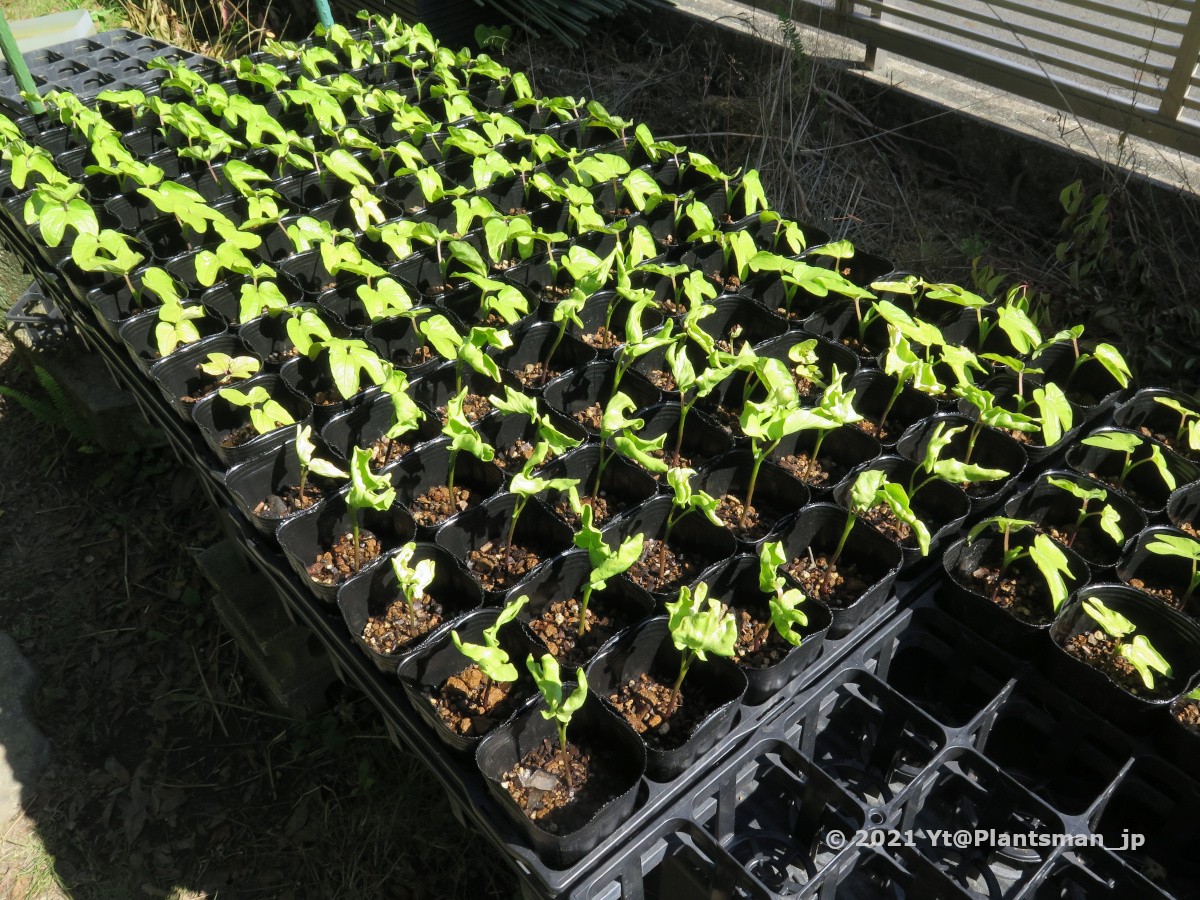 Yt 今シーズンの初花は 管弁の親木の有色茎白花 これほんとしぶとい 01年に交配したq402のが まだ抜けない 立田や牡丹はすぐ抜けるのに 軸色は黒鳩 変化朝顔 朝顔 あさがお アサガオ Morningglories Ipomoea Nil 花 植物 園芸 古典園芸