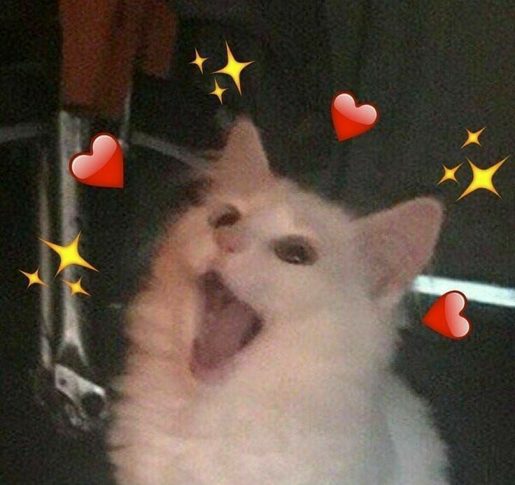 yourcarrpet's tweet photo. @bubabu_akk 🥰❤ https://t.co/2NshV4hkRC
