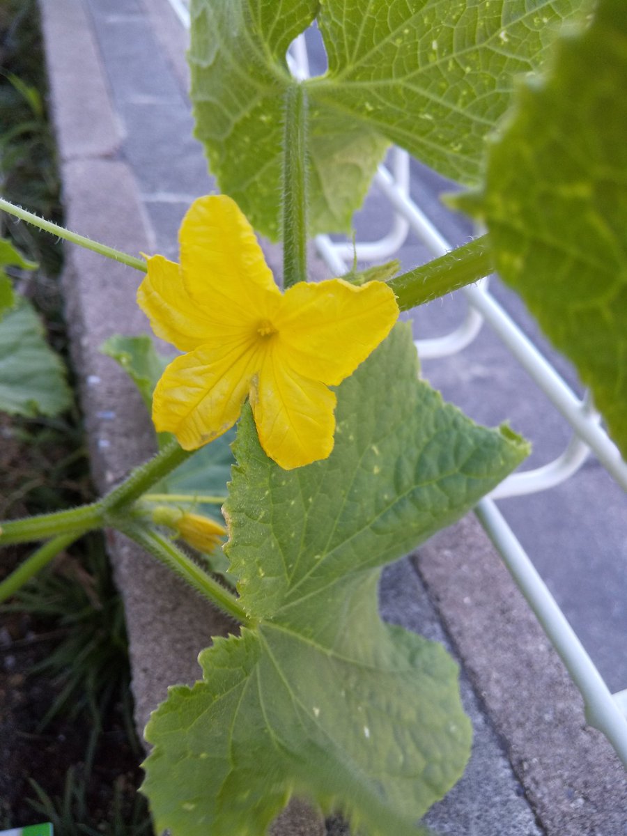 きゅうりの花 きゅうりの花