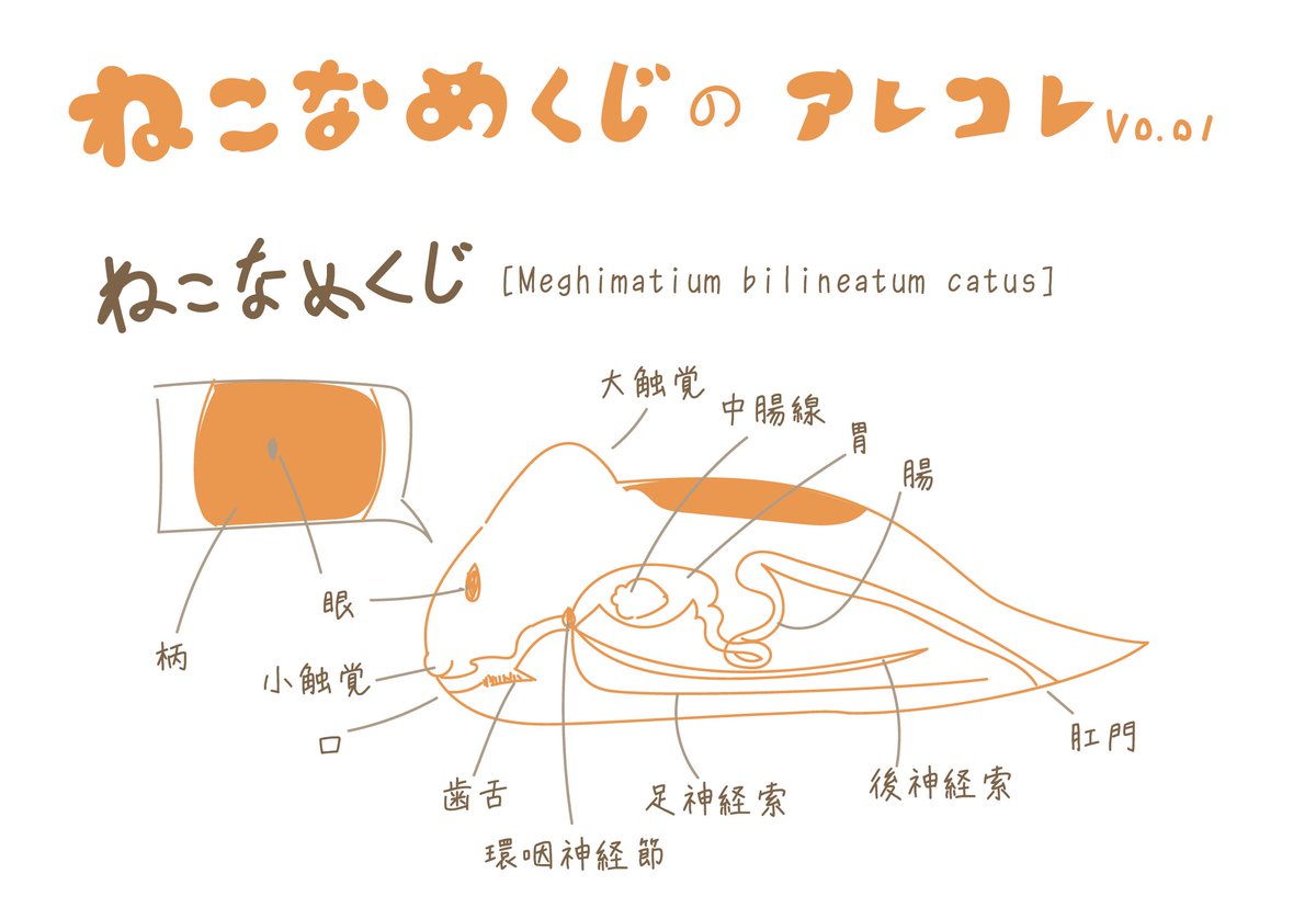 Slugs_Cats's tweet photo. ねこなめくじって、どんな生き物？
下の画像をみてね。 https://t.co/R1sT3W1kj4