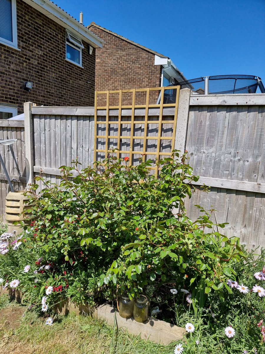 When you are winning!! Put this up by myself. Legs ripped apart by the rose bush but today I'm unbreakable