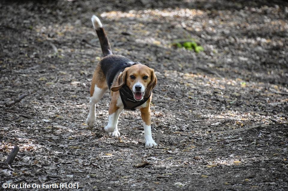 BetsyAmbassador's tweet photo. @lestroy @bella_beddywhip @PeterEgan6 @rickygervais @BorisJohnson @carriesymonds "Thank you Lesley, I think they will be!!" #PetsAreFamily #DogsAreFamily β€οΈππΎπΎ
@JaneFallon @Janefonda @lesley_nicol @FLOTUS @JoeBiden @YusufCatStevens @AnthonyHopkins
#EndExperimentsOnDogs
#EndAnimalTesting #EDM250 #ScienceNotSpin #WOOOOOOF! #BankHolidayWeekend https://t.co/hd3za4UpyL