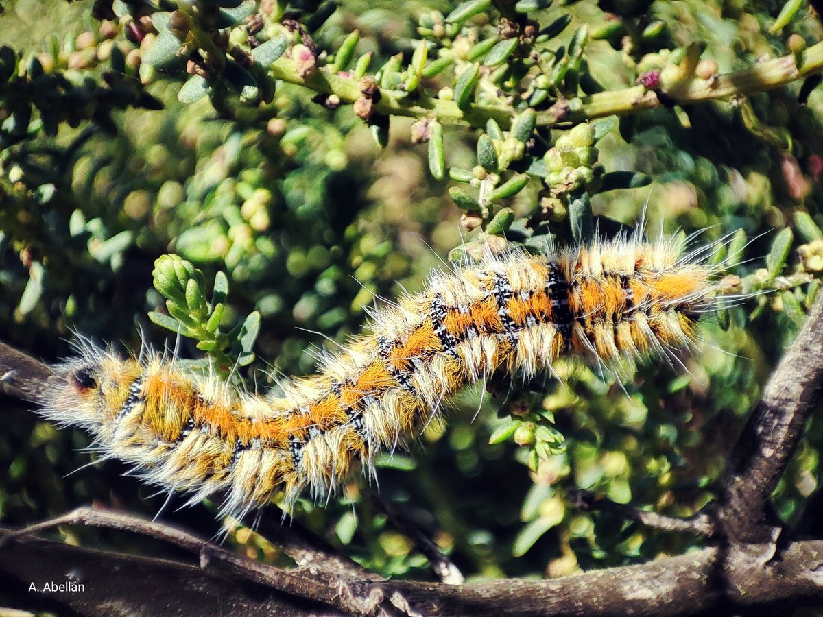 anidread05's tweet photo. Lasiocampa serrula.
📍P. R. Salinas y Arenales de San Pedro.
#lasiocampa #oruga #lepidoptero #oruga #artropodos #insectos #salsola #fauna #faunasilvestre #faunaiberica #wildlifephotography #naturephotography #wildeurope #europeanwildlife #naturalenvironment #medionatural https://t.co/4Qc90OWbvw