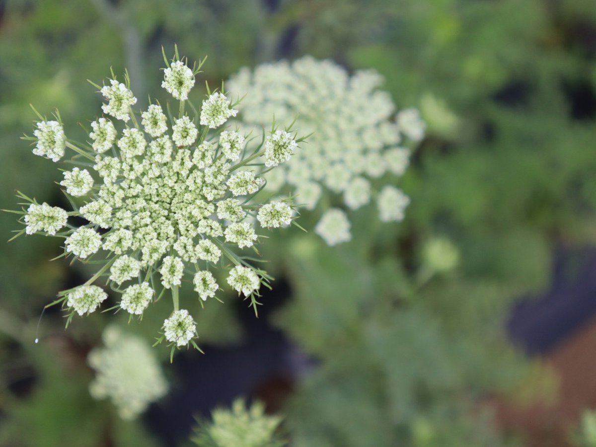 紬 Tsumugi على تويتر ニンジンの花のデザイン性が高すぎることをお知らせします ニンジンの花 人参 紬 Tsumugi على تويتر ニンジンの花のデザイン性が高すぎることをお知らせします ニンジンの花 人参