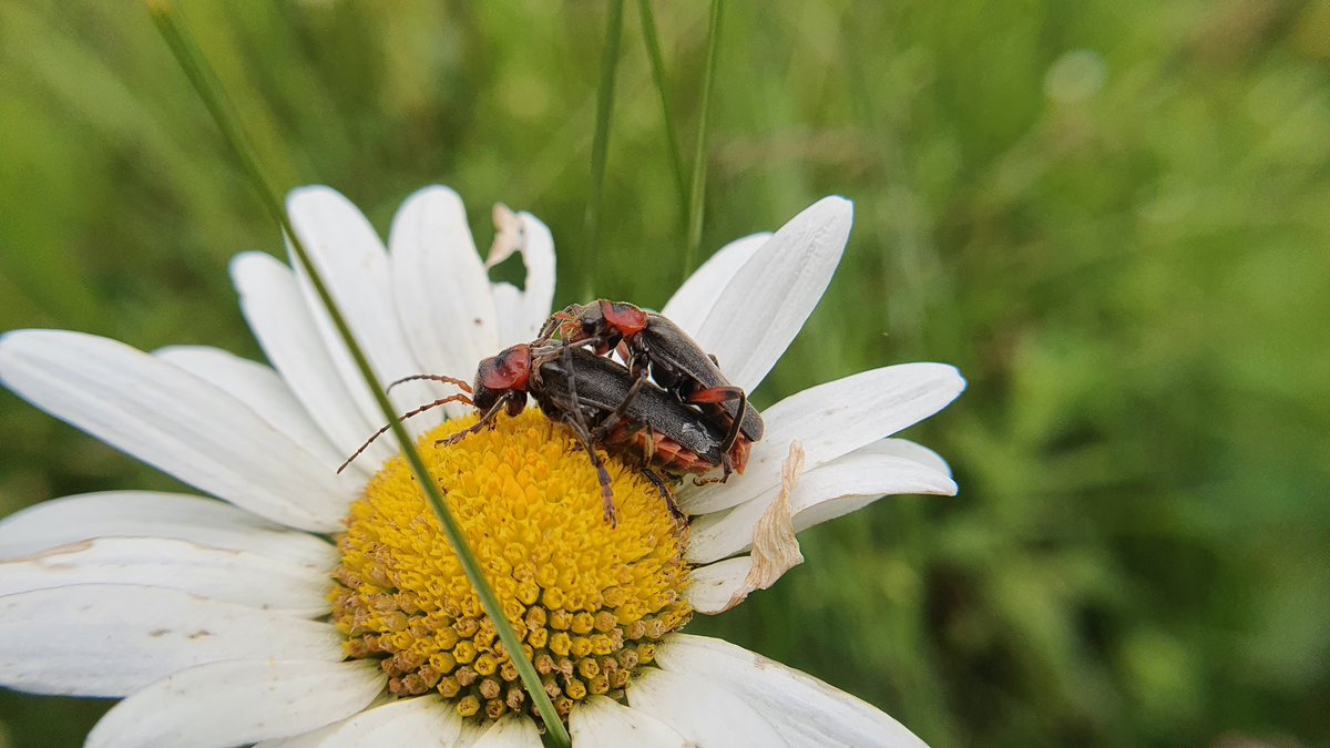 IkaKarl's tweet photo. There is something in the air today...
#insectlovers #insectporn #cuddlesunday #flyzone #saveourinsects #bugporn https://t.co/9YCR4kciMm