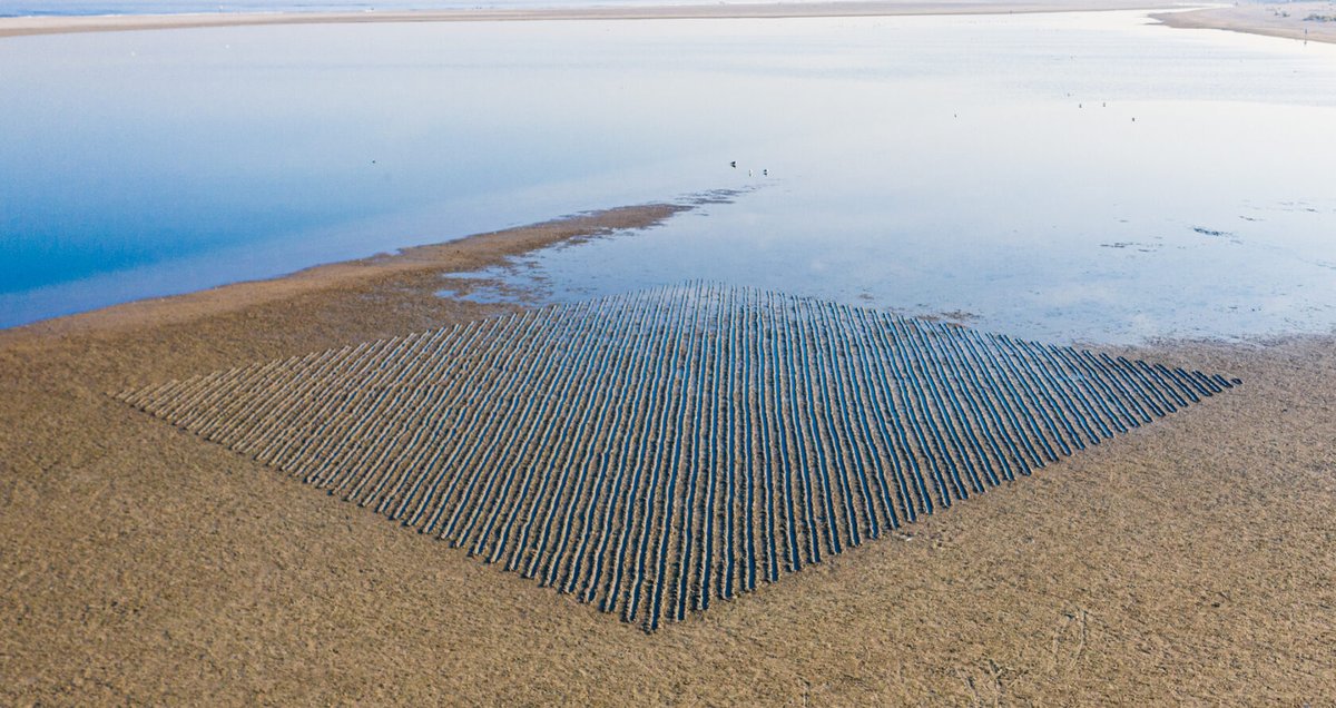 rubenivangaalen's tweet photo. Vandaag Nico Laan bezig gezien bij de zandmotor, Kijkduin. Hij maakt daar geregeld prachtige 'tijdelijke tekeningen' in het zand, die hij fotografeert met een drone (vroeger een vlieger vertelde hij). Moeite waard te bekijken.
https://t.co/fGUKqHU33P https://t.co/yFBZVa9cVi