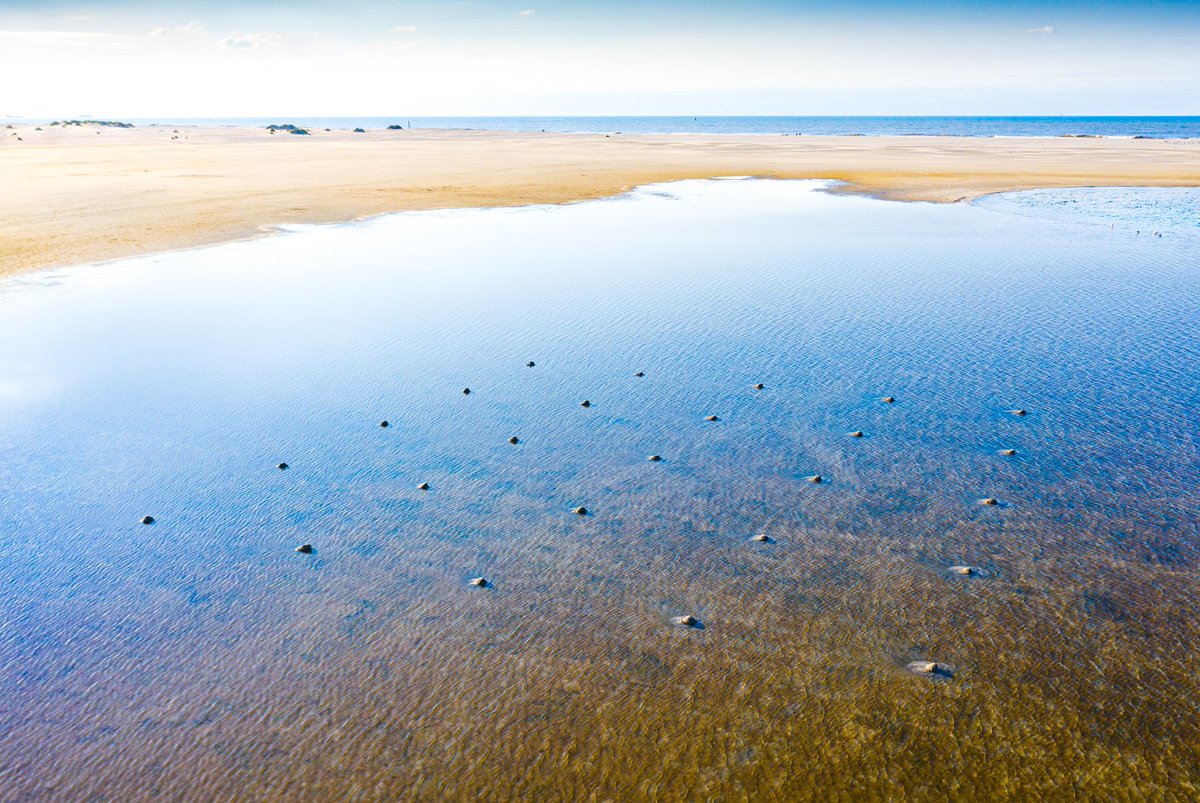 rubenivangaalen's tweet photo. Vandaag Nico Laan bezig gezien bij de zandmotor, Kijkduin. Hij maakt daar geregeld prachtige 'tijdelijke tekeningen' in het zand, die hij fotografeert met een drone (vroeger een vlieger vertelde hij). Moeite waard te bekijken.
https://t.co/fGUKqHU33P https://t.co/yFBZVa9cVi