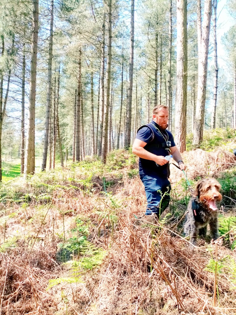 We've had some fun woodland 🌳 adventures today introducing some club members to tracking for the first time with the #BavarianMountainHound Society GB! #korthalsgriffon #tracking #huntpointretrieve #sundayvibes