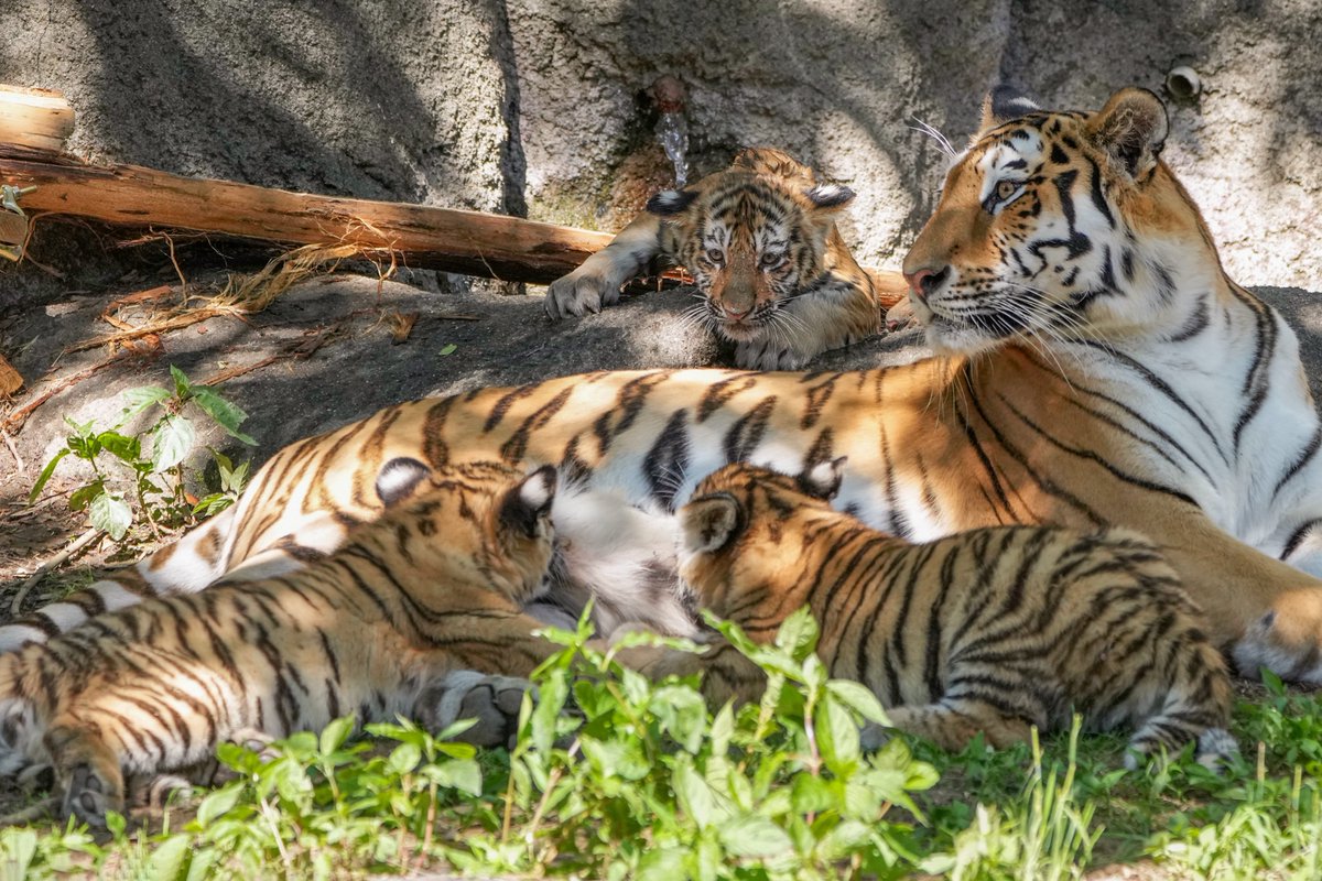 市 動物園 浜松