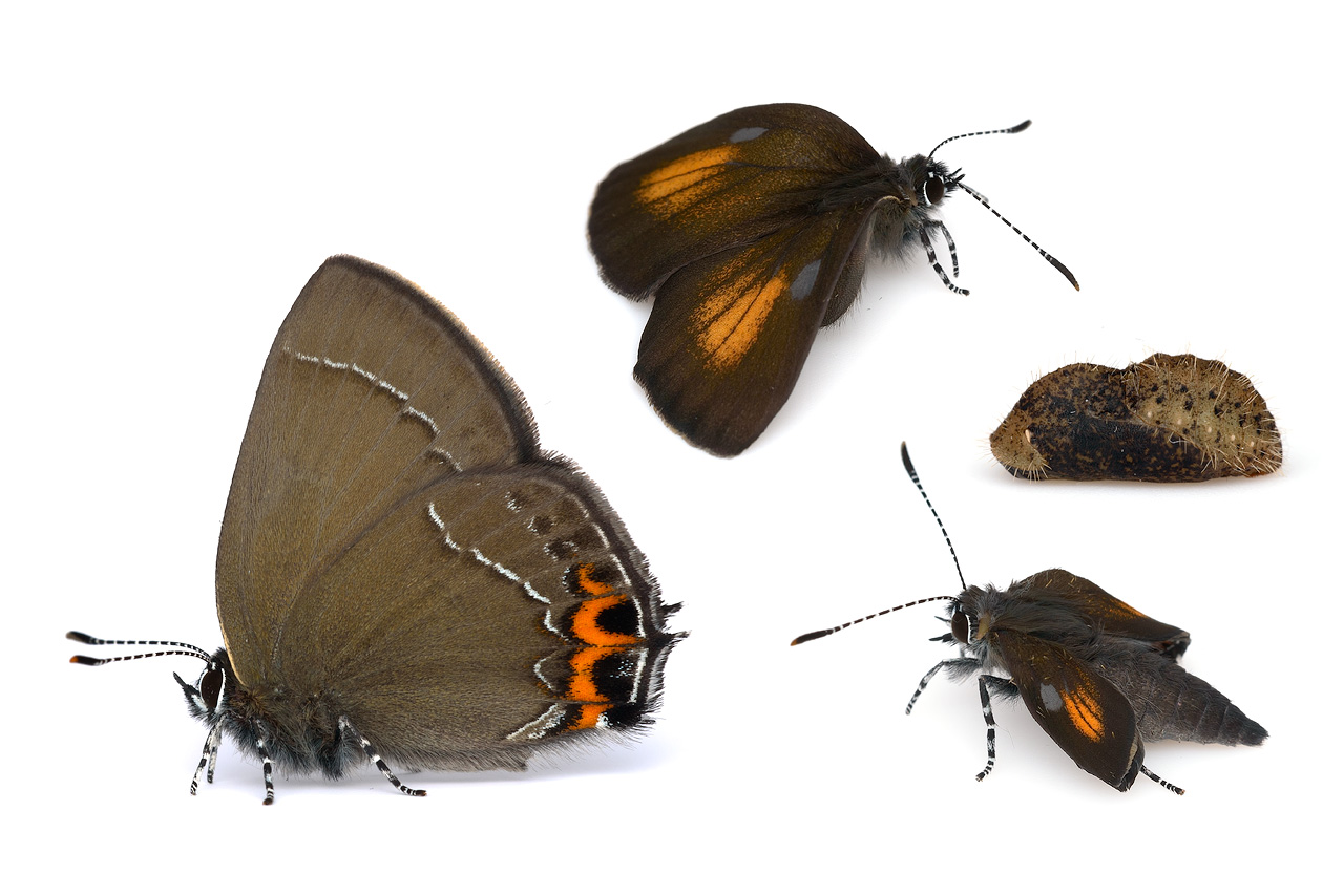 Kudo Seiya ベニモンカラスシジミ Fixsenia Iyonis の羽化 決して翅を開かない種類なので 和名の由来である 紅紋 は普段見られません T Co Gfopwbq1i8 Twitter