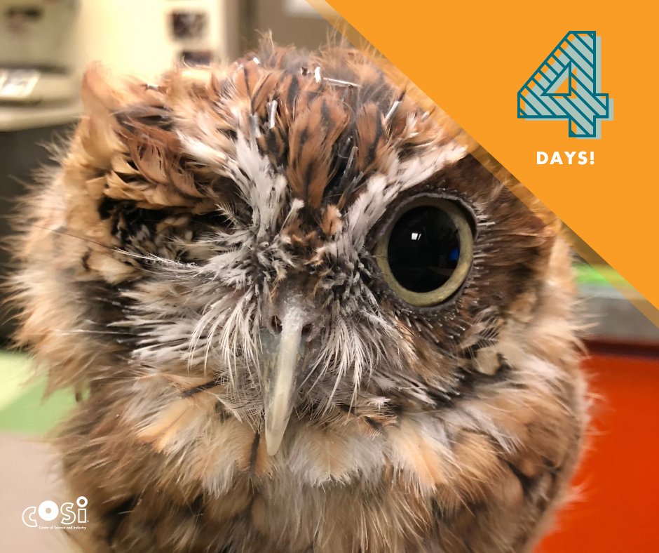 COSI's tweet photo. We are getting closer! Our animal friends are eagerly waiting for your return.
Make sure you reserve your tickets online in advance at: https://t.co/Q3CjVfBcE7
#COSIreopens https://t.co/DFCO2cZHV0