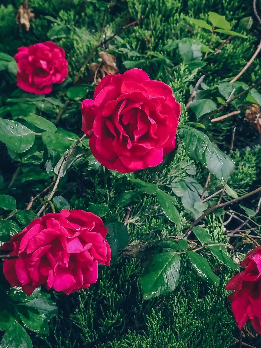 coreanol_'s tweet photo. Hasta ahora las rosas mas bellas las he visto aquí 🇰🇷, que en Lima 🇵🇪 la variedad que hay en los jardines es pequeñita y pasan desapercibidas

#vidaenCorea #peruanaenCorea https://t.co/3zr2wwIXFy