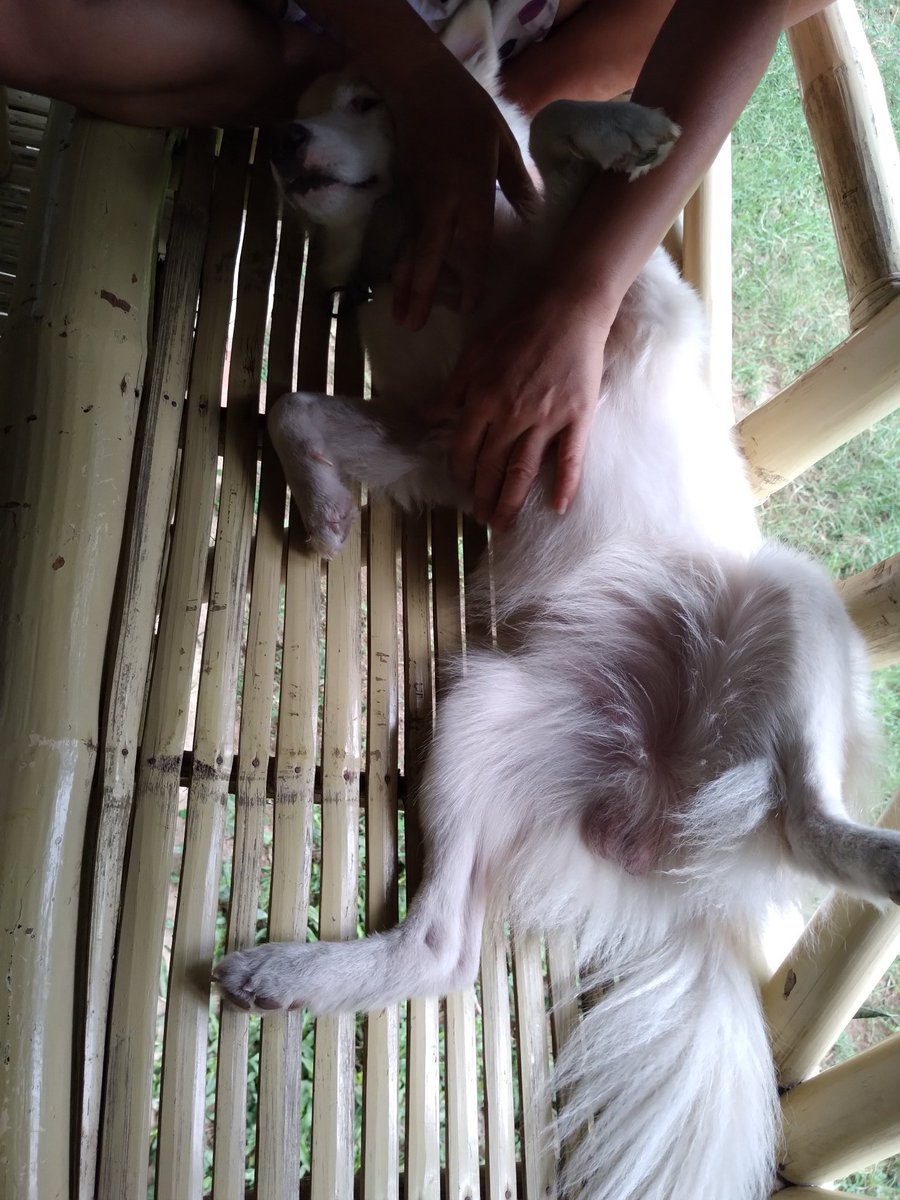 Maybelynpelera4's tweet photo. Pagaling ka baby snow💜 alam ku masakit kita ko sayu yung iyak mo yung pula ng mata na may luha😥 #Doglover #4dogs https://t.co/4ogdbjnDOx