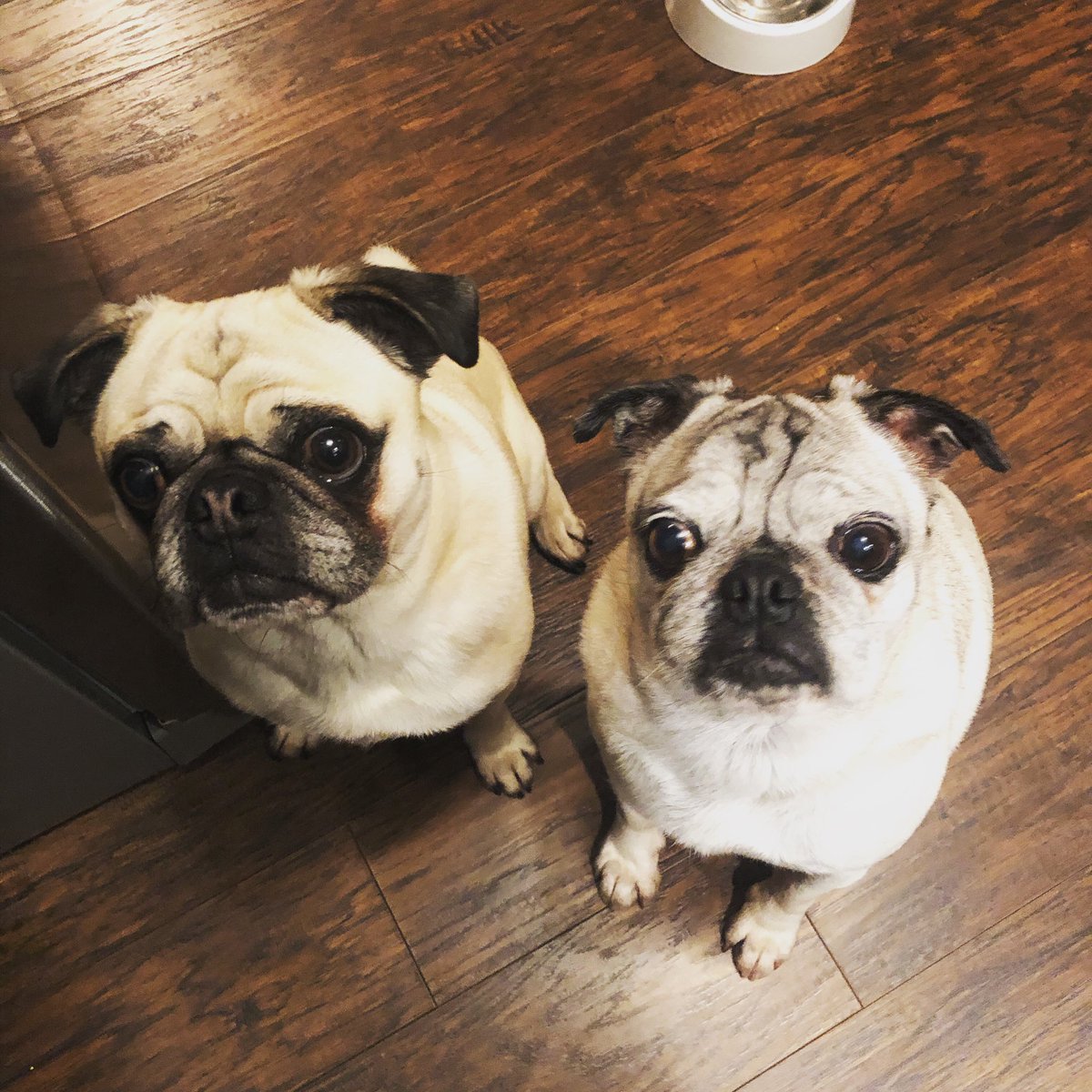 elvisndolly's tweet photo. Mom called us delinquents because we won’t tell her who pottied in the house. #puglife #naughtypugs #elvis #jagger https://t.co/jhjYtJhFwh