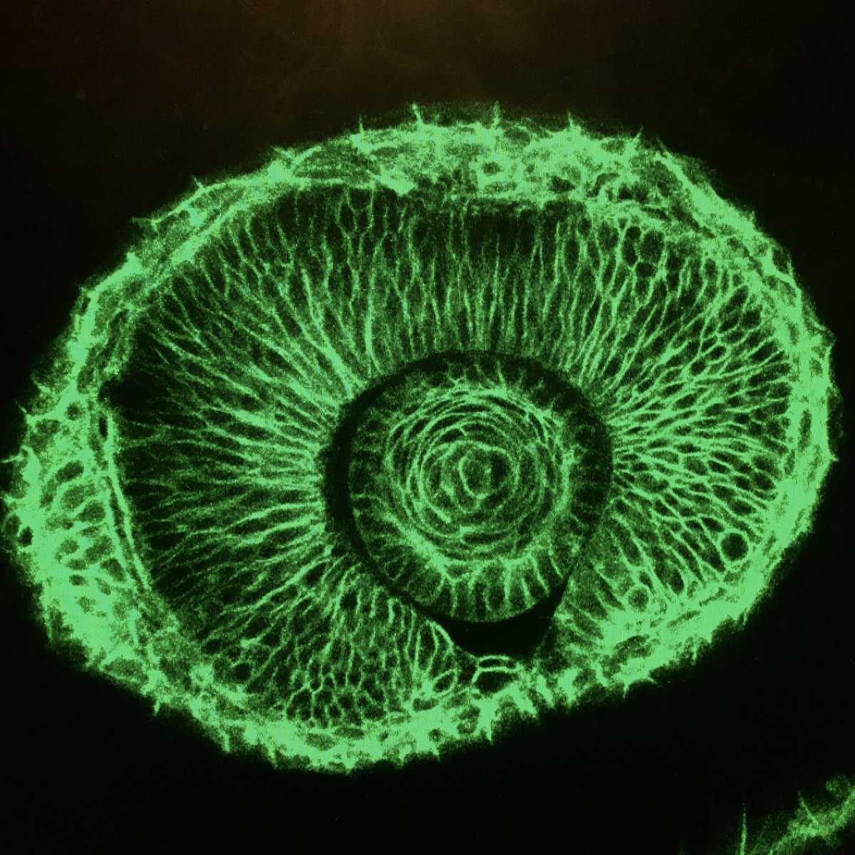ZebrafishRock's tweet photo. Confocal image of the eye of a #zebrafish embryo. Credit to @mayank_mchugh. #ZebrafishZunday https://t.co/62smk8s19E