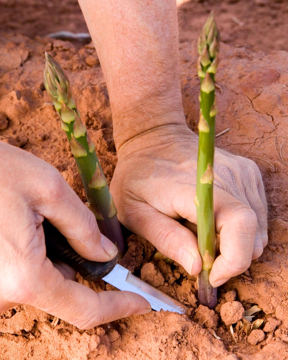 Growing British asparagus is a labour of love. Each spear is cut by hand when it reaches *just* the right height. 🌞