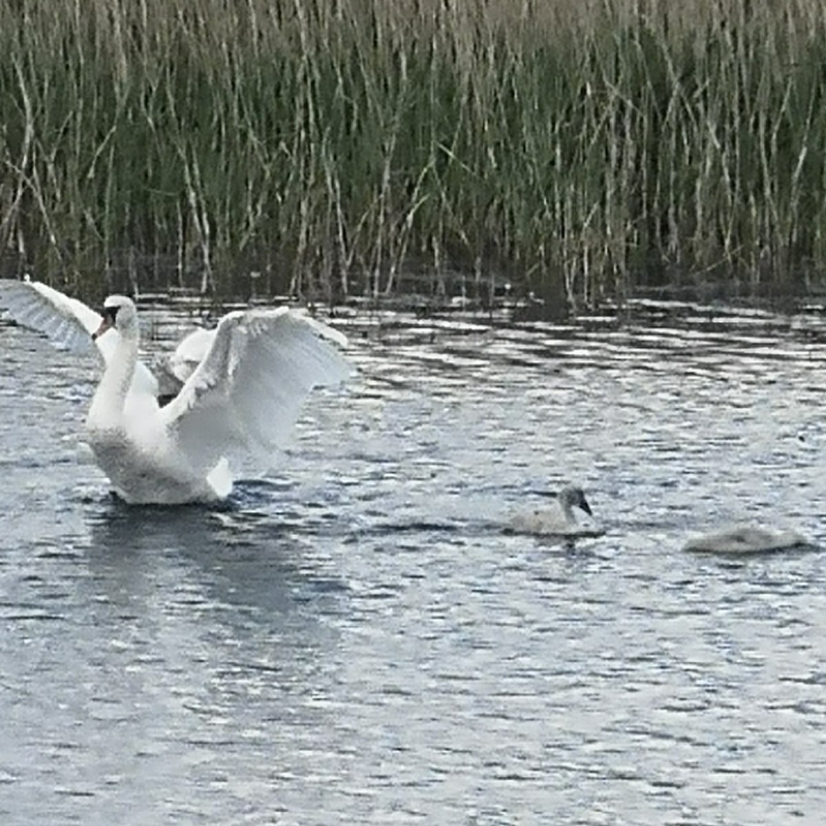 jamesfinnegan2's tweet photo. Day 150 of what is now 200 Days of Walking since 1st January and approximately 600 miles to date. All things being equal, this should take me up to 19 July and the next reassessment. The Swans are delighted. #150daysofwalking #200daysofwalking #tralee #traleetoday @NTBreakfast https://t.co/wOiFsTDJPk