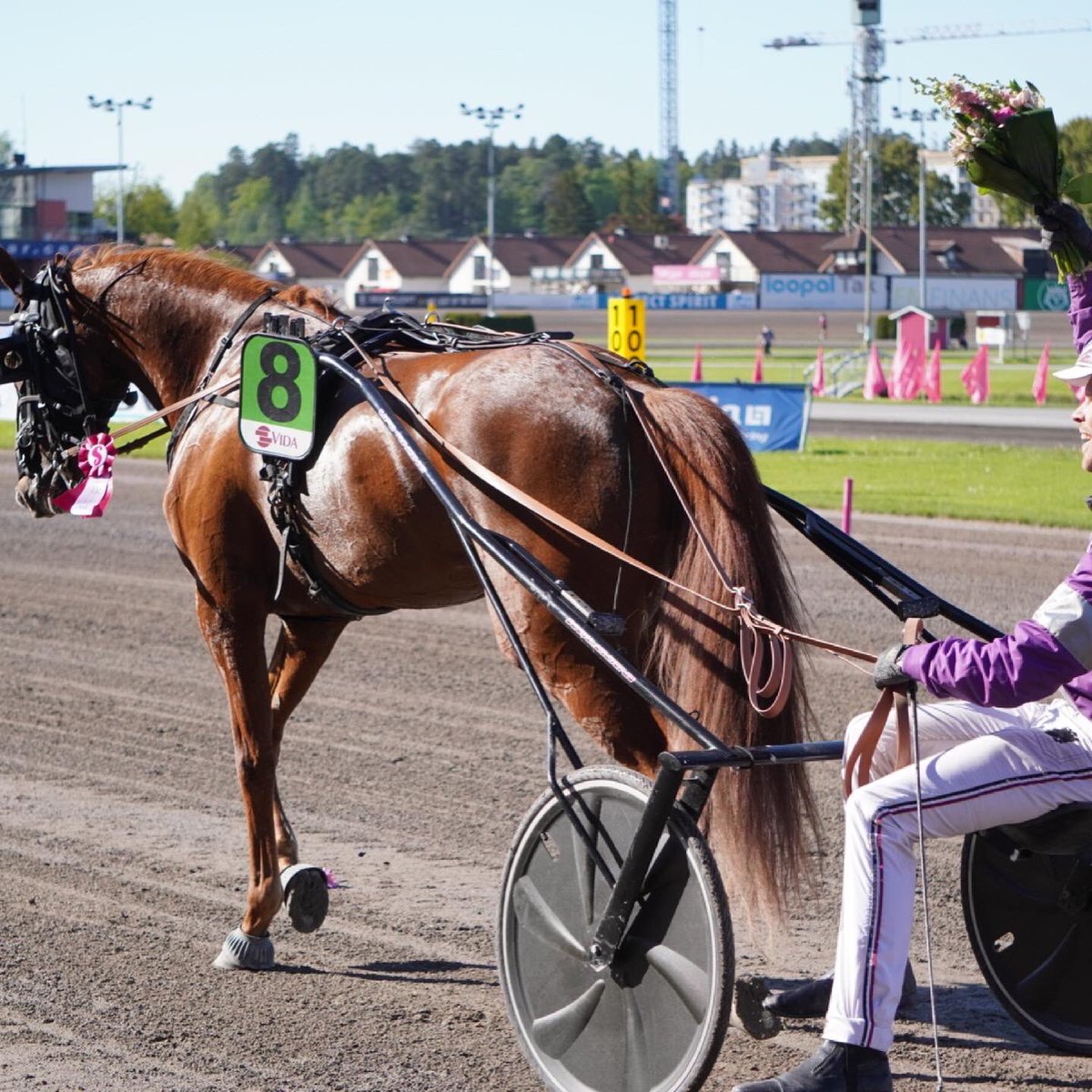 Solvalla's tweet photo. Kali Smart 🇳🇱 spurtar till seger i Gränges - Delicious lopp - Fyraåringseliten Ston
Adrian Kolgjini tränar och körde.
Agnes Carlsson sköter om Kali Smart.
Ägare och uppfödare är Ecurie Smart, Frankrike 🇫🇷 
Stort grattis!
#elitloppet2021 #solvalla #spendrups @spendrupsbryggeri https://t.co/ylqOEMpi2Q