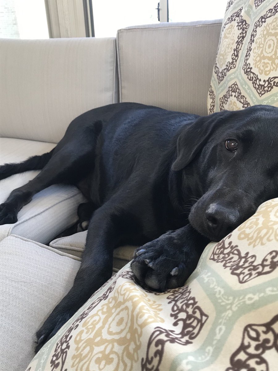 JaneJ1234's tweet photo. Dogs. Cat. Snacks. Cicadas. Just need a race. https://t.co/1m2ny78E0L