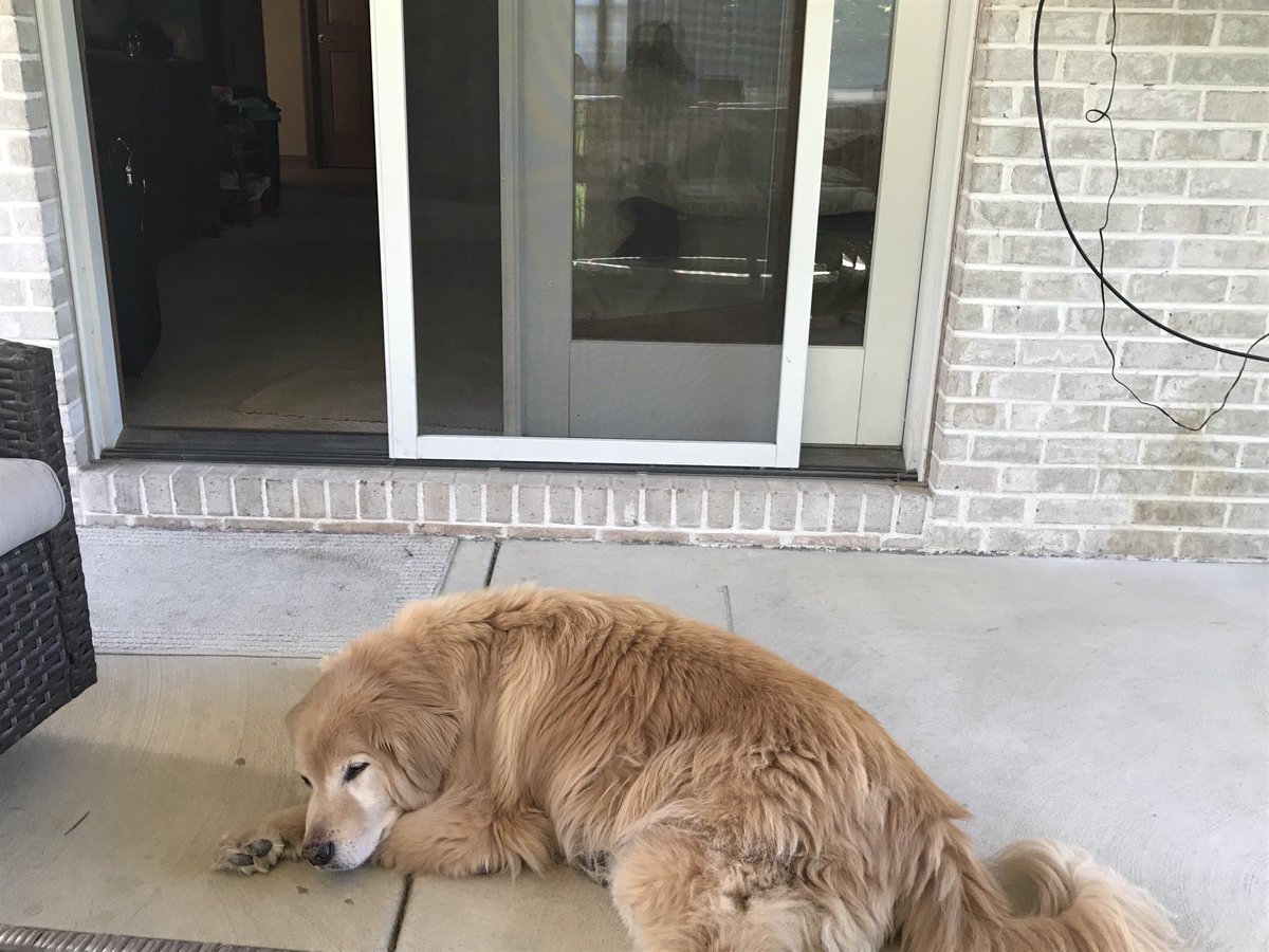 JaneJ1234's tweet photo. Dogs. Cat. Snacks. Cicadas. Just need a race. https://t.co/1m2ny78E0L