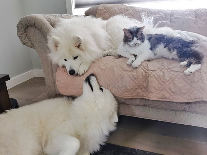1 pic. Fluffy cuddles ? https://t.co/5iqGDrTx2q