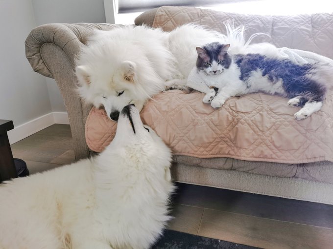 2 pic. Fluffy cuddles ? https://t.co/5iqGDrTx2q