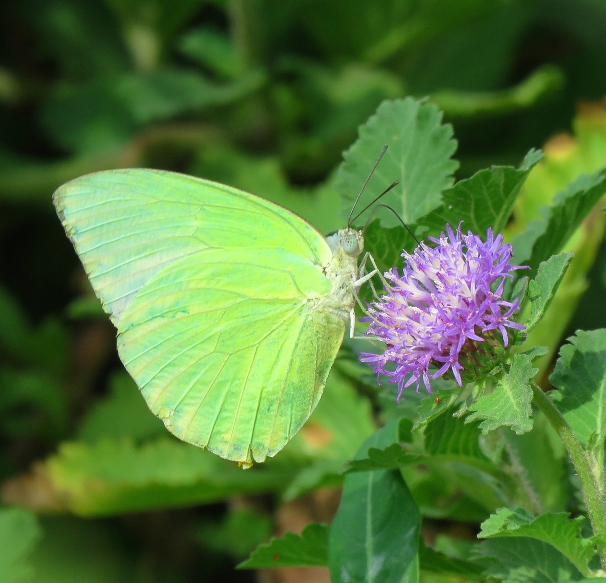 A dull fluorescent yellow boy; 
who loved to travel so far.
He won't rest in a place for so long and flutters so fast. To spot him, hide near any nectar-producing flowers, lantana,  Tridax Procumbens, Ixora, Bougainvillaea, etc. #butterfly #flowers #nature #birdwatching
